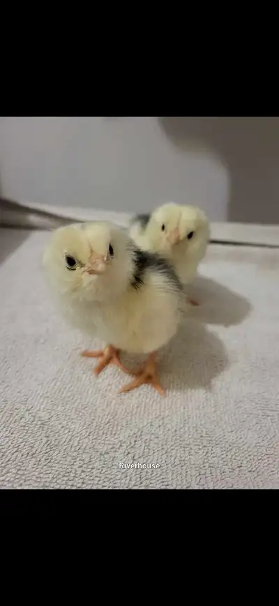 Ameraucana Chicks, View more