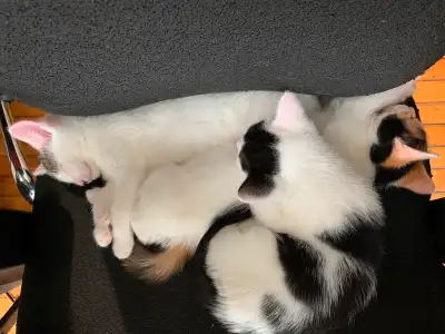 Beautiful 7 month old sisters, View more