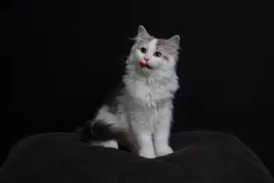 Our Ragdoll Kitten "V", View more