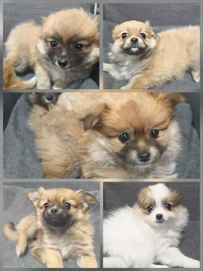 Small Pomchis / Pomeranians!, View more