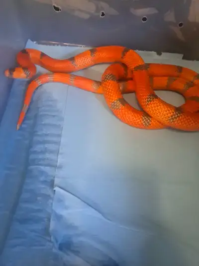 Extreme Hypo Honduran Milksnake, View more