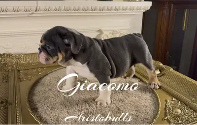 English Bulldog puppies, View more