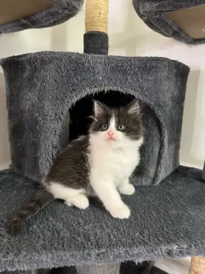 Cute Kittens, View more