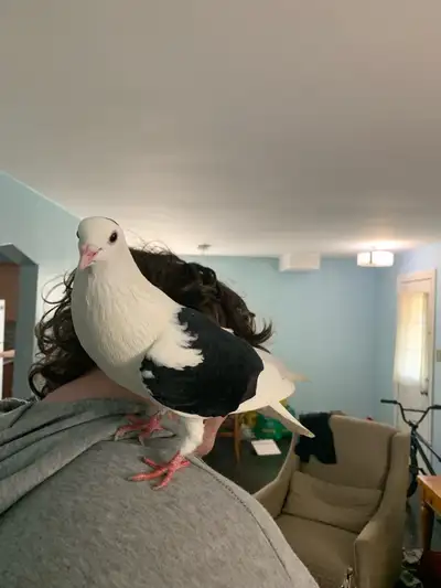 pigeon for a good home , View more