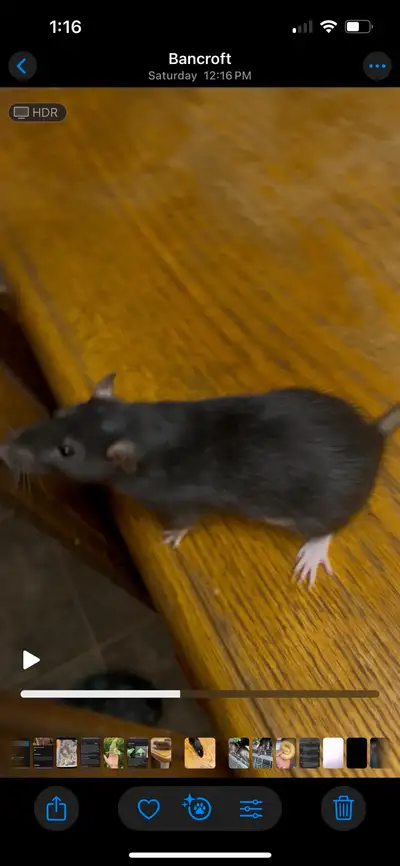 3 sister pet rats , View more