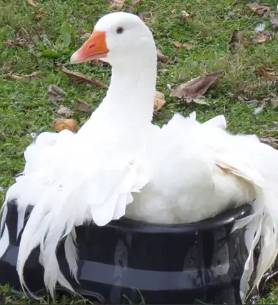 Two pairs of Sebastopol Geese, View more