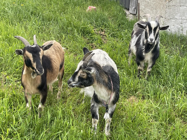 Chèvre miniature Nigérienne dans Chevaux et poneys à adopter  à Ville de Québec - Image 3