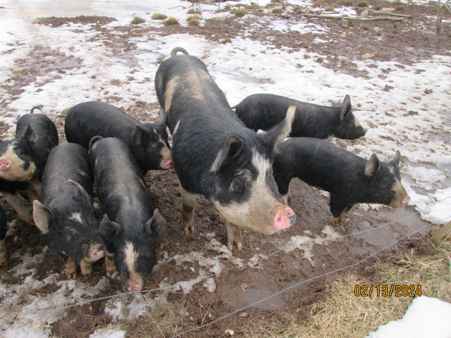 pigs in Livestock in Bridgewater - Image 2