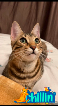 Bengal Mix Cat For Sale