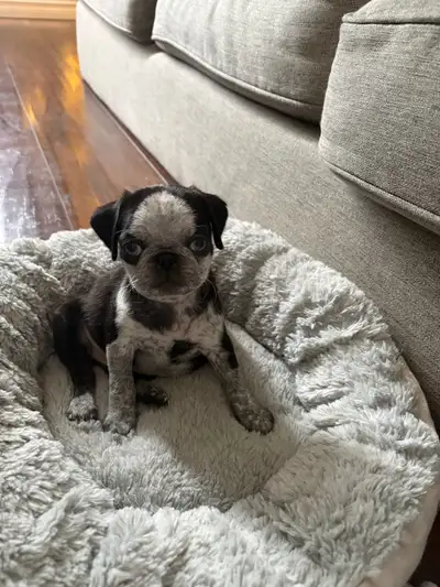 Pug Puppy- Pending, View more