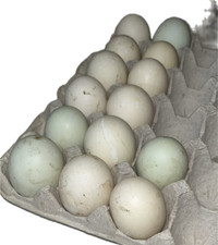 Hatching Eggs & Ducklings