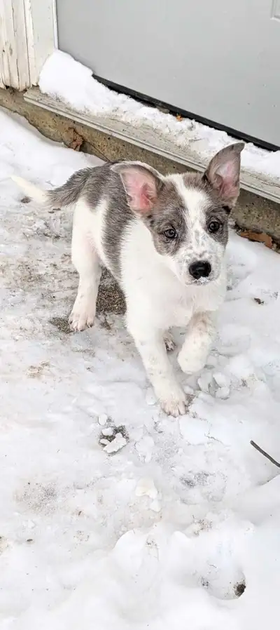 All puppies have been adopted!, View more