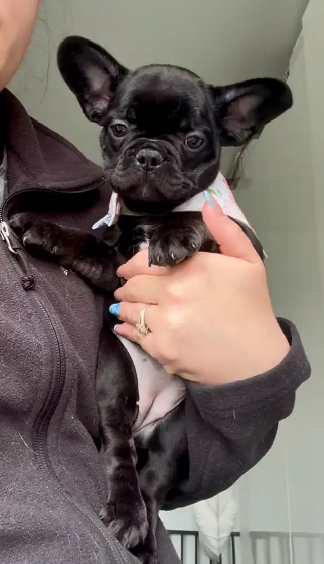 BOULEDOGUE FRANÇAIS/ FRENCHIE in Dogs & Puppies for Rehoming in West Island - Image 3