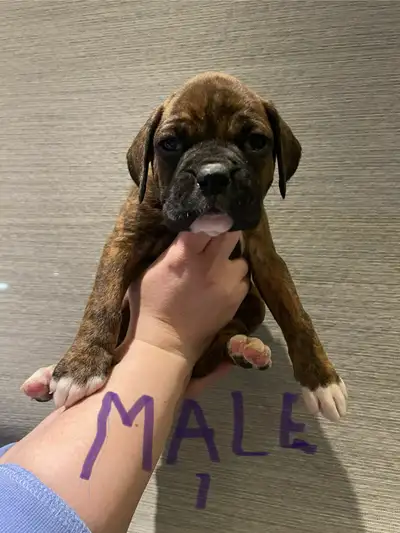 Magnifique chiots boxer fauve et bringé élevé dans une ambiance familiale manipulée avec des enfants...