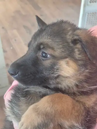 Puppies german shepherd/ Chiots berger allemand, View more