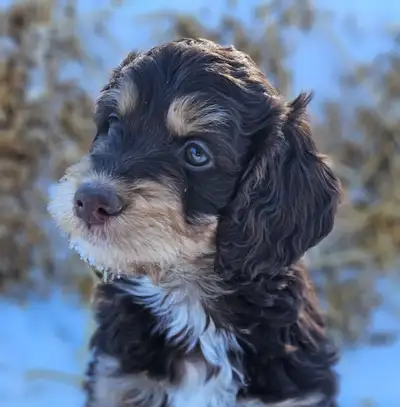 Irish Doodle Puppies – Exceptional Family & Therapy Prospects, View more