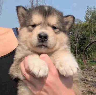 Chiots Malamute née le 6 Mai 3 femelles de disponible sur les 3 premières photos 1 mâles de disponib...