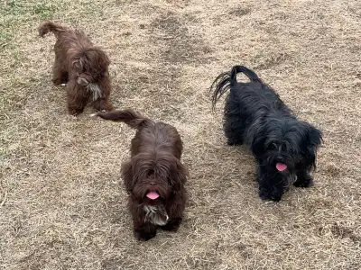 Havanese Shih Tzu Puppies *Nonshedding, Cute, Smart, Family Dogs, View more