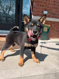 1 BLACK SHIBA PUPPY FOR REHOMING