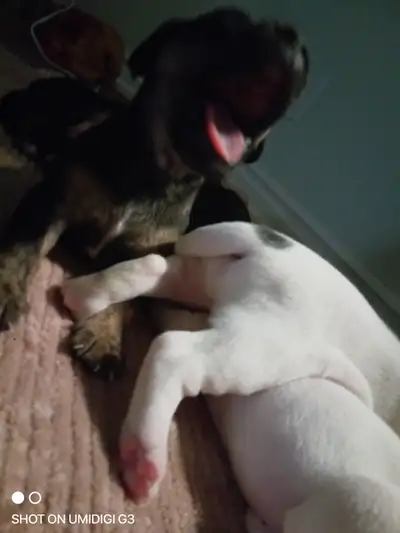 Boxer-Bulldog Puppies located in Niagara Falls call/text 905-394-1729. Pad trained and very intellig...
