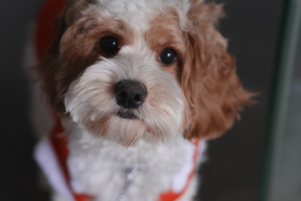 2 years old cockapoo for rehome | Dogs & Puppies for Rehoming | City of ...