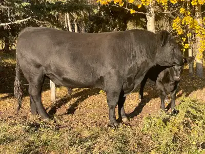 Good heifer bull. I used him two years with no issues. 78 pound birthweight. Smooth shoulders. Calve...