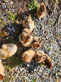 Purebred Wyandotte chicks