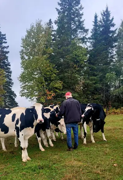 FRESH HOLSTEIN HEIFERS, View more