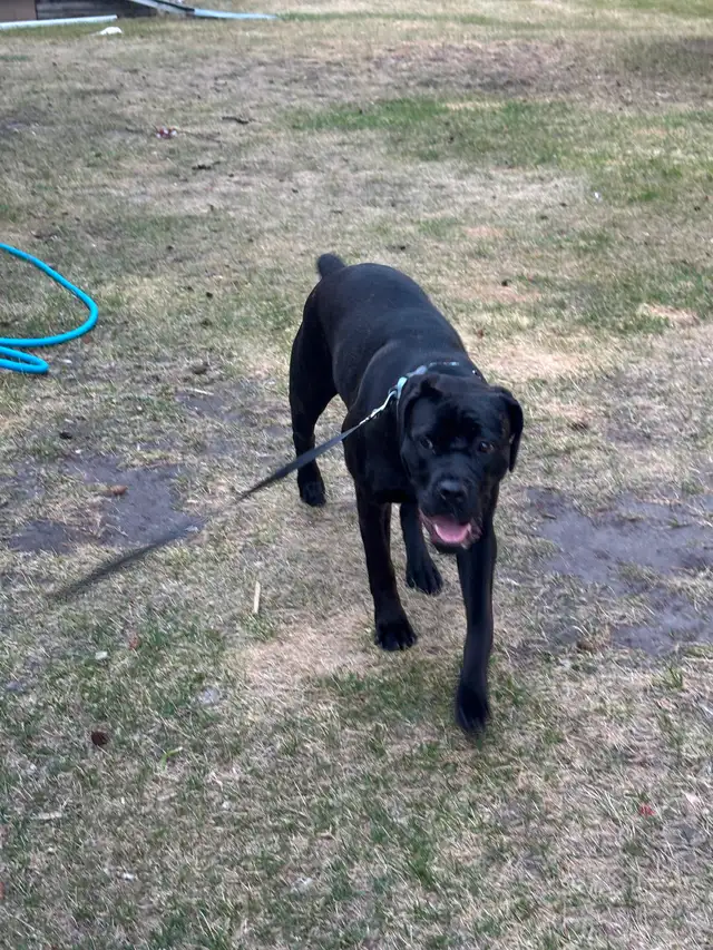 Cane corso English mastiff in Dogs & Puppies for Rehoming in Saskatoon - Image 6