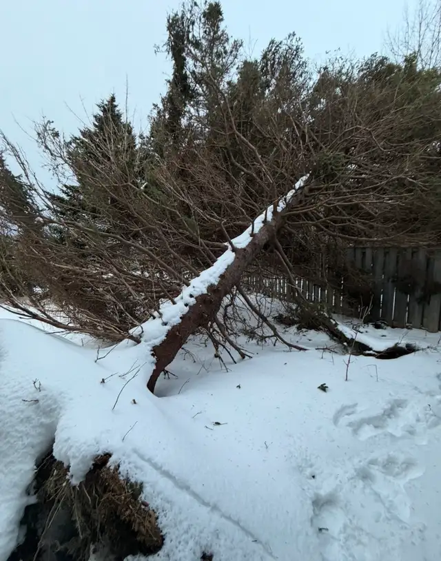 Tree removal (fallen trees only)  in Lawn, Tree Maintenance & Eavestrough in St. John's - Image 2