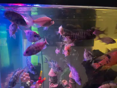 Female OB Peacock cichlids looking to rehome also have some blood dragons looking to sell Willing to...