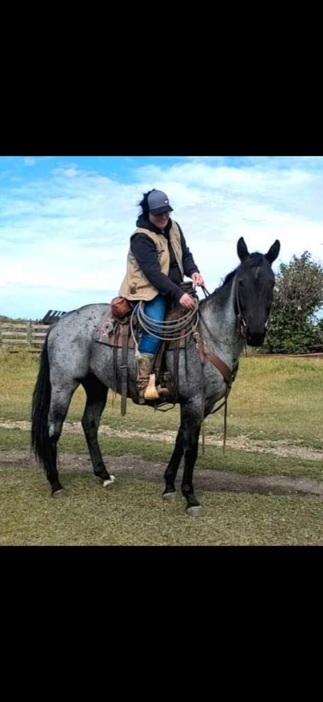 Miles/Tune ups  in Horses & Ponies for Rehoming in Strathcona County - Image 3