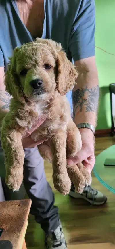 Cockapoo puppies, View more