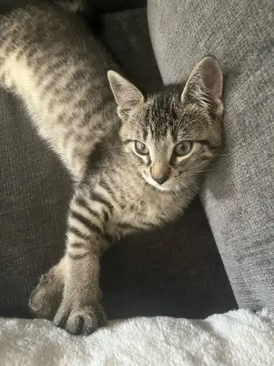 10 week old male short-hair tabby kitten, View more