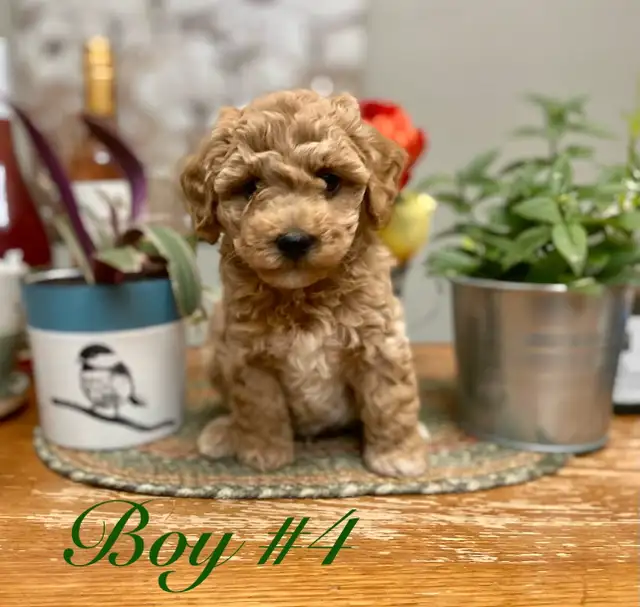 Adorable Bichonpoo’s! ♥️4 males Available. in Dogs & Puppies for Rehoming in St. Albert - Image 5