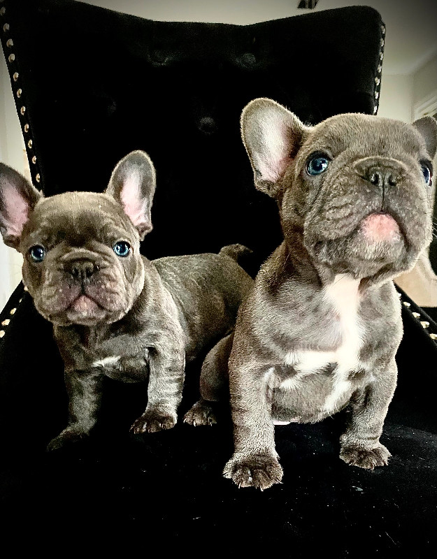 French bulldog in Dogs & Puppies for Rehoming in Chilliwack - Image 3