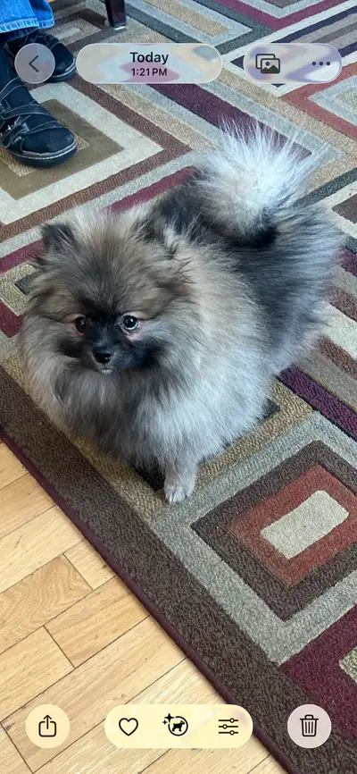 Pomerian Dog, View more