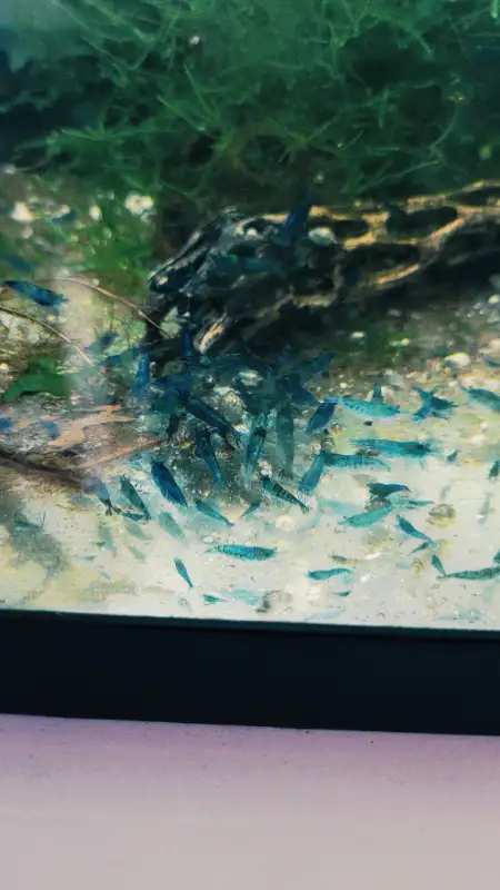 Shrimps for SALE! - Reds, Blues, Yellows, Greens and Mixed! in Fish for Rehoming in Woodstock - Image 4