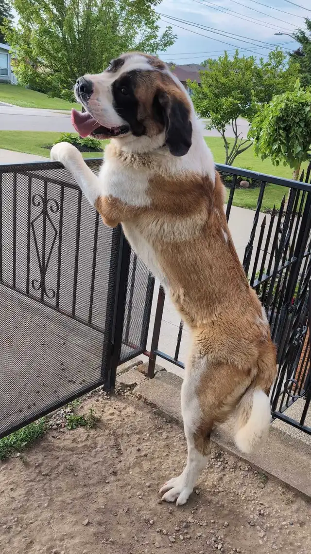 St Bernard 1yr Female in Dogs & Puppies for Rehoming in Hamilton - Image 6