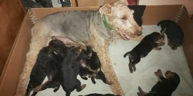 Airedale Terrier Puppies CKC Reg'd in Dogs & Puppies for Rehoming in Sudbury - Image 7