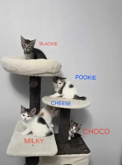 Kittens for Adoption!, View more