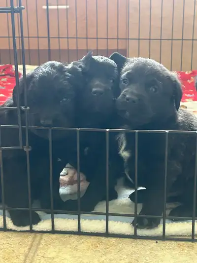 golden retriever mix puppies, View more
