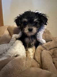 Morkie Poo puppies looking for home 