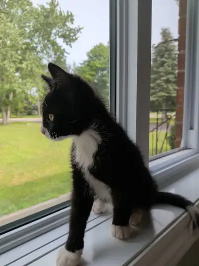 kitten for rehoming, View more