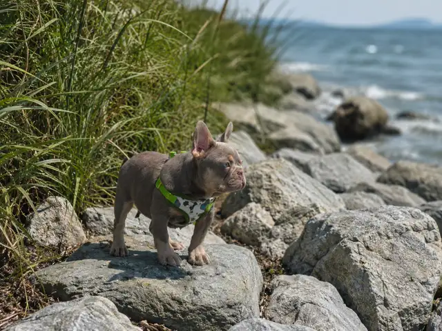 Rare CKC  French Bulldogs in Dogs & Puppies for Rehoming in North Shore - Image 9
