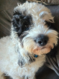 Panda - 2yo male 40lb cockapoo is looking for his forever home