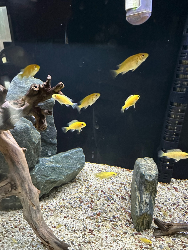 Yellow Lab Cichlids  in Fish for Rehoming in City of Halifax