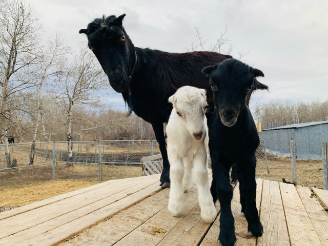 Nanny goat for sale with two doelings  in Livestock in Prince Albert