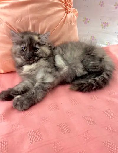 Purebred Maine Coon (Kitten), View more