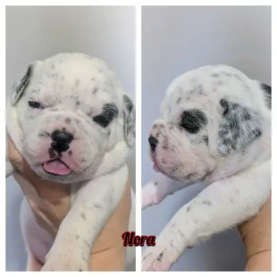 I have been breeding since 2014 check out my Instagram at Prairie Pride Bulldogges Litter #1 speckle...